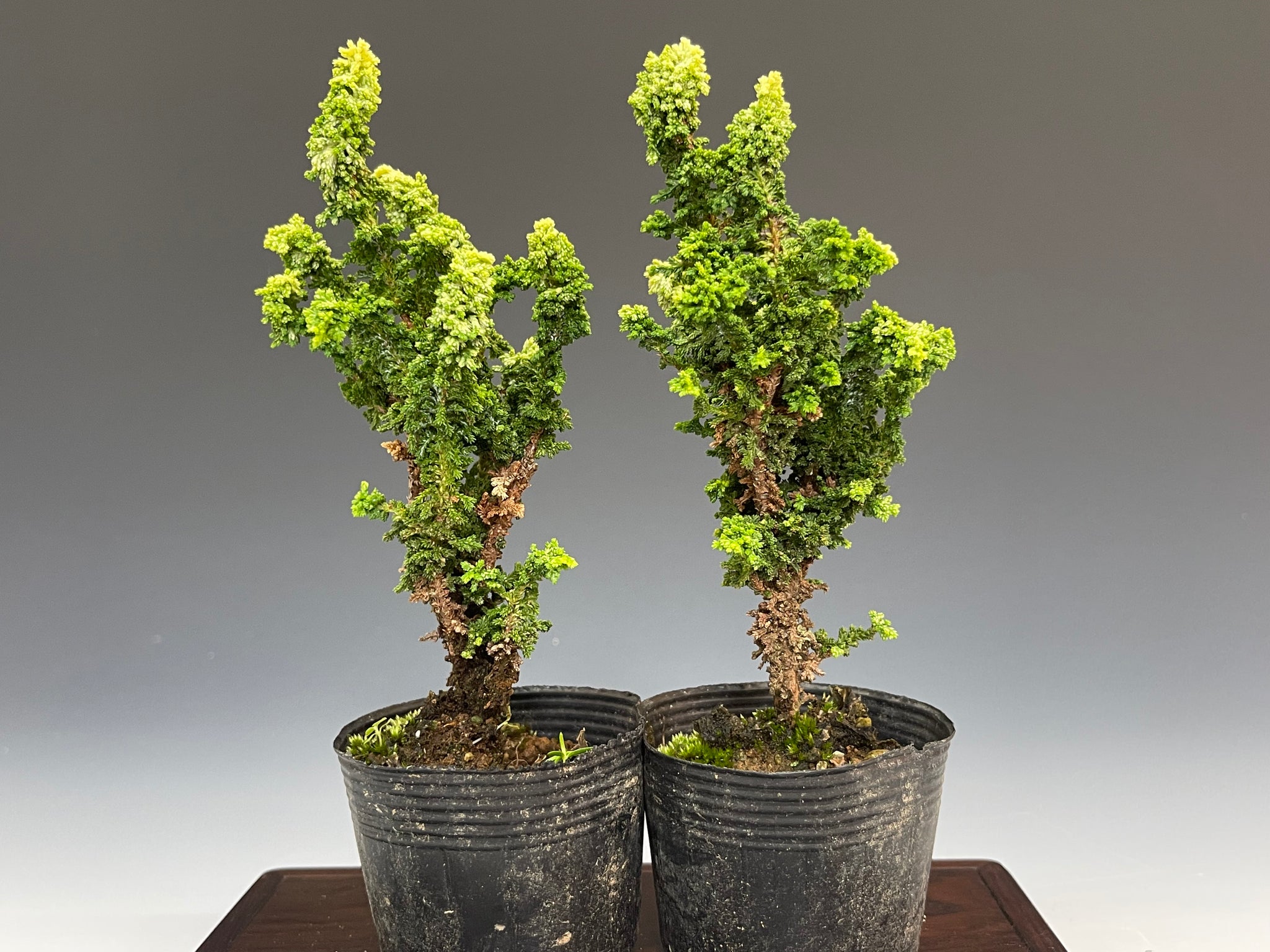 石化檜 (銀芽性) – bonsailife686868 石化檜 (銀芽性) – bonsailife686868