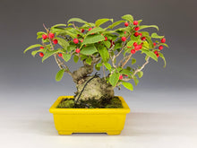 画像をギャラリービューアに読み込む, 盆栽・梅もどき 　Bonsai Ilex serrata・Umemodoki
