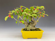 画像をギャラリービューアに読み込む, 盆栽・梅もどき 　Bonsai Ilex serrata・Umemodoki
