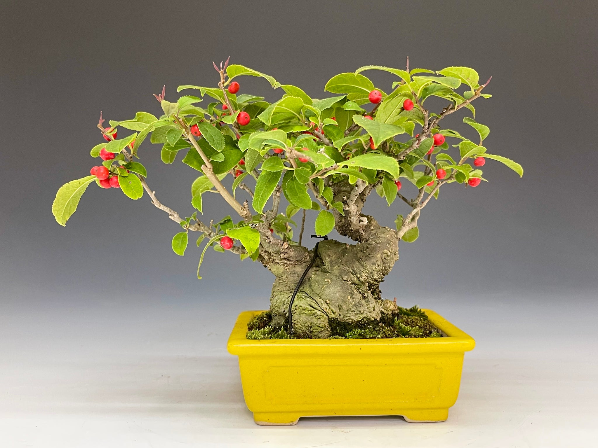 盆栽・梅もどき Bonsai Ilex serrata・Umemodoki – bonsailife686868