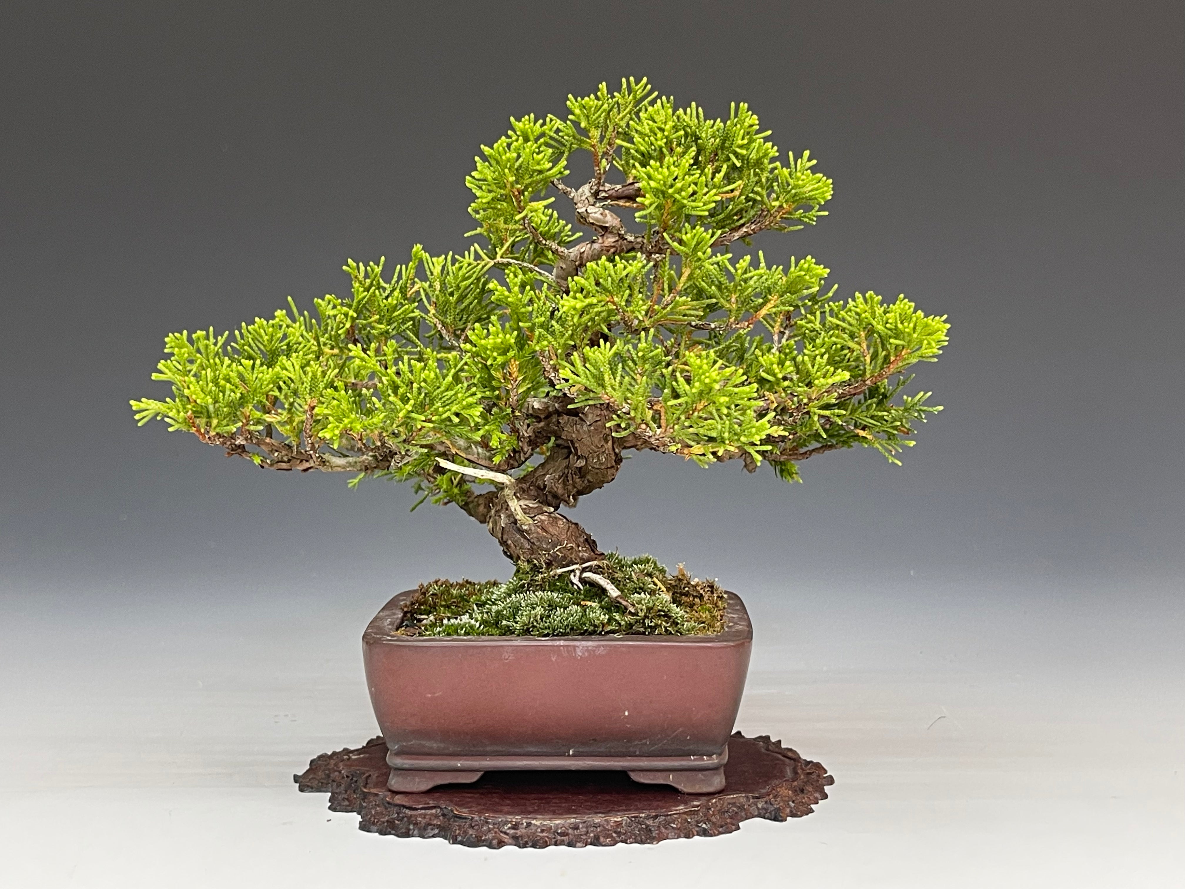 盆栽鉢 植木鉢 陶園芸 盆栽 358 盆栽 盆栽鉢 植木鉢 和鉢 美芸 358 盆栽 盆栽鉢 植木鉢 和鉢