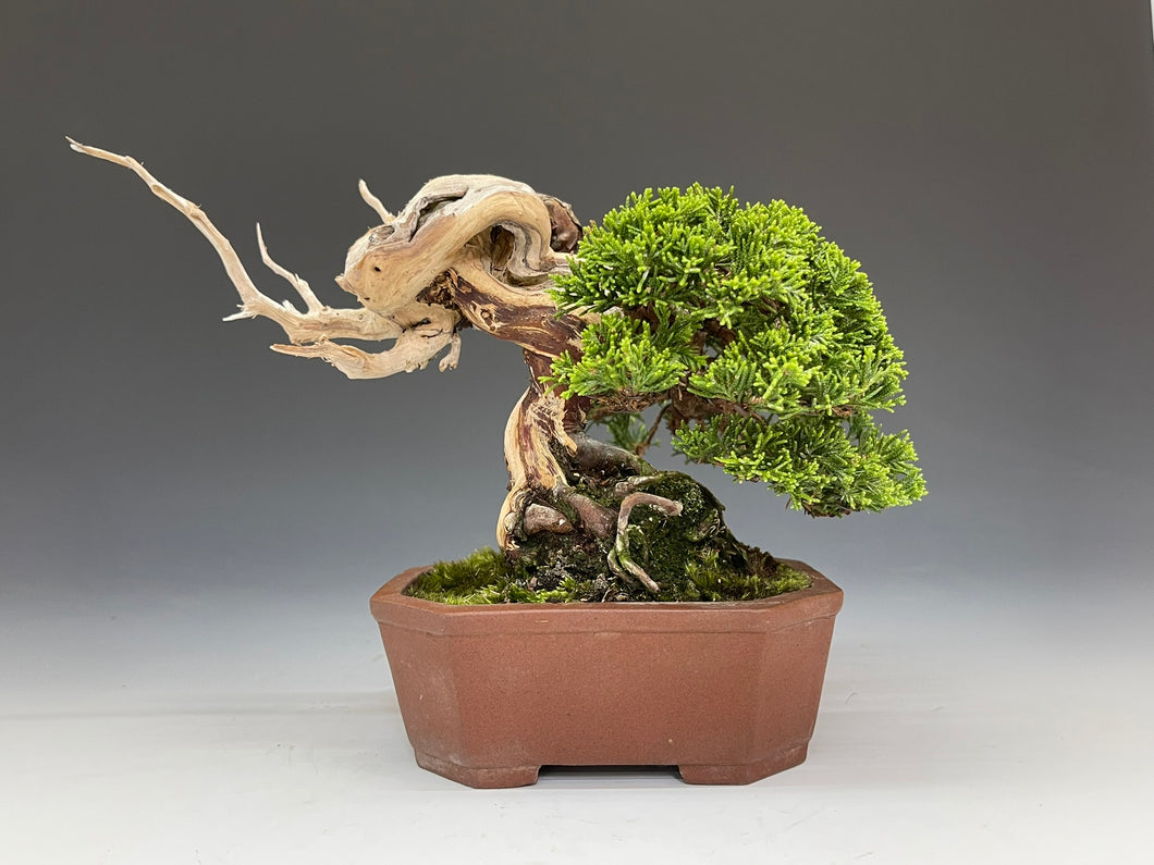 盆栽・真柏 　Bonsai Juniper