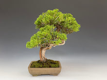 画像をギャラリービューアに読み込む, 盆栽・真柏 　Bonsai Juniper
