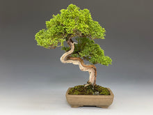 画像をギャラリービューアに読み込む, 盆栽・真柏 　Bonsai Juniper
