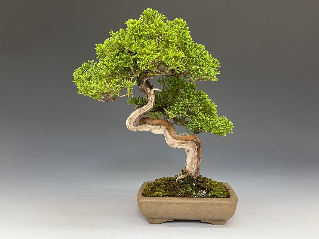 盆栽・真柏 　Bonsai Juniper