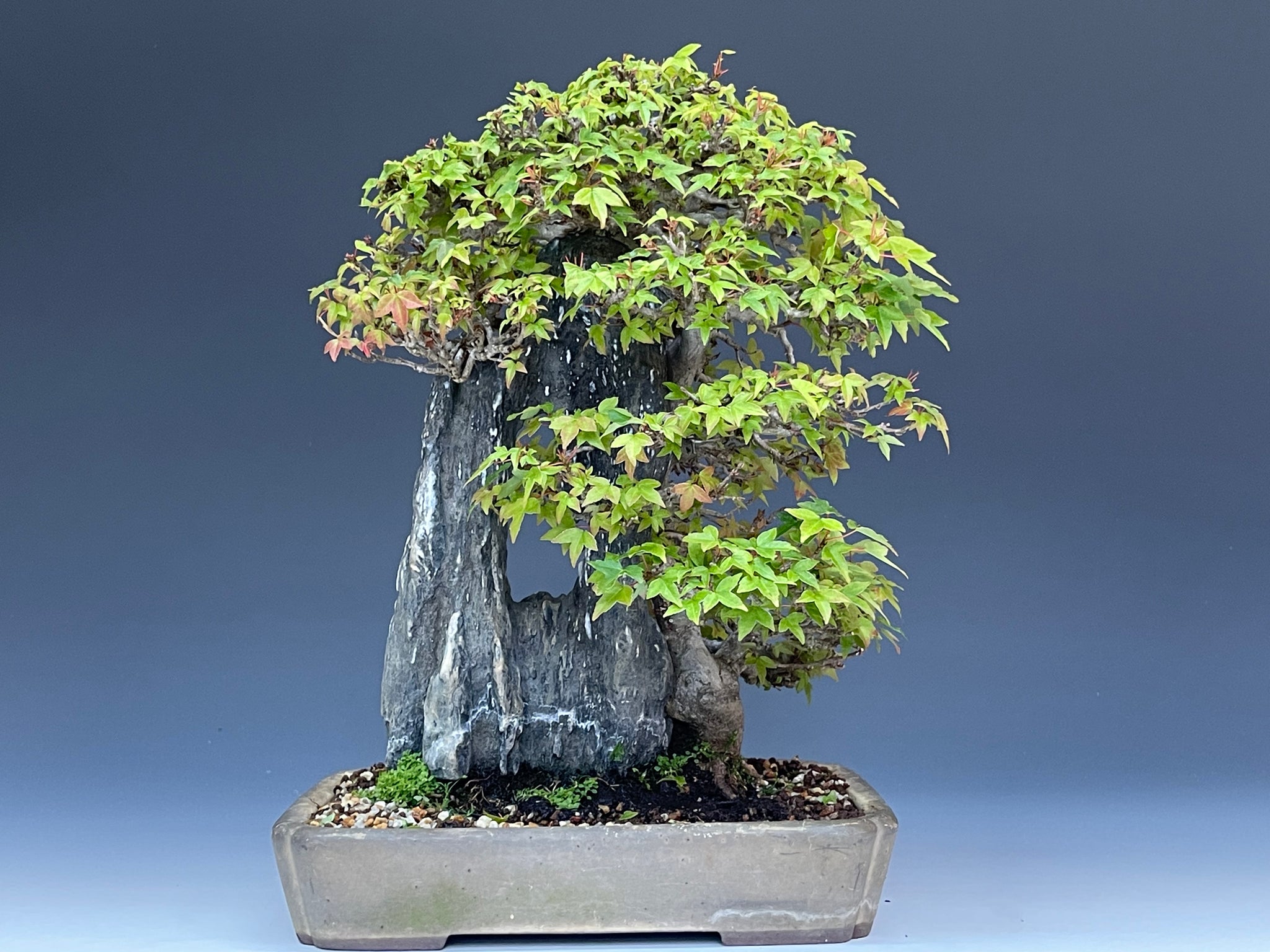 楓 石附 – bonsailife686868