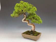 画像をギャラリービューアに読み込む, 盆栽・真柏 　Bonsai Juniper
