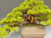 画像をギャラリービューアに読み込む, 盆栽・真柏 　Bonsai Juniper
