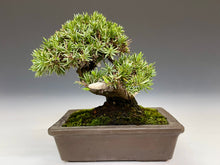 画像をギャラリービューアに読み込む, 盆栽・杜松 　Bonsai Tosho
