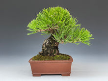 画像をギャラリービューアに読み込む, 盆栽・黒松 　Bonsai Blackpine
