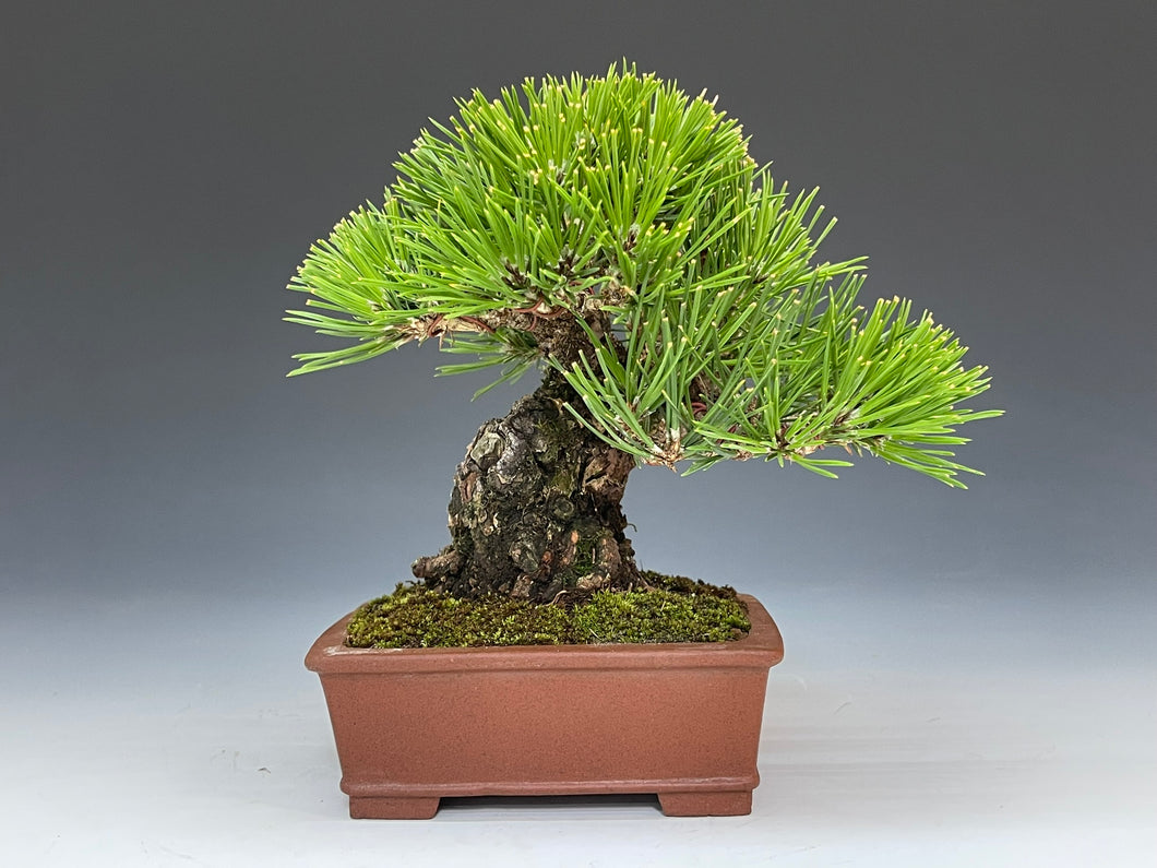 盆栽・黒松 　Bonsai Blackpine