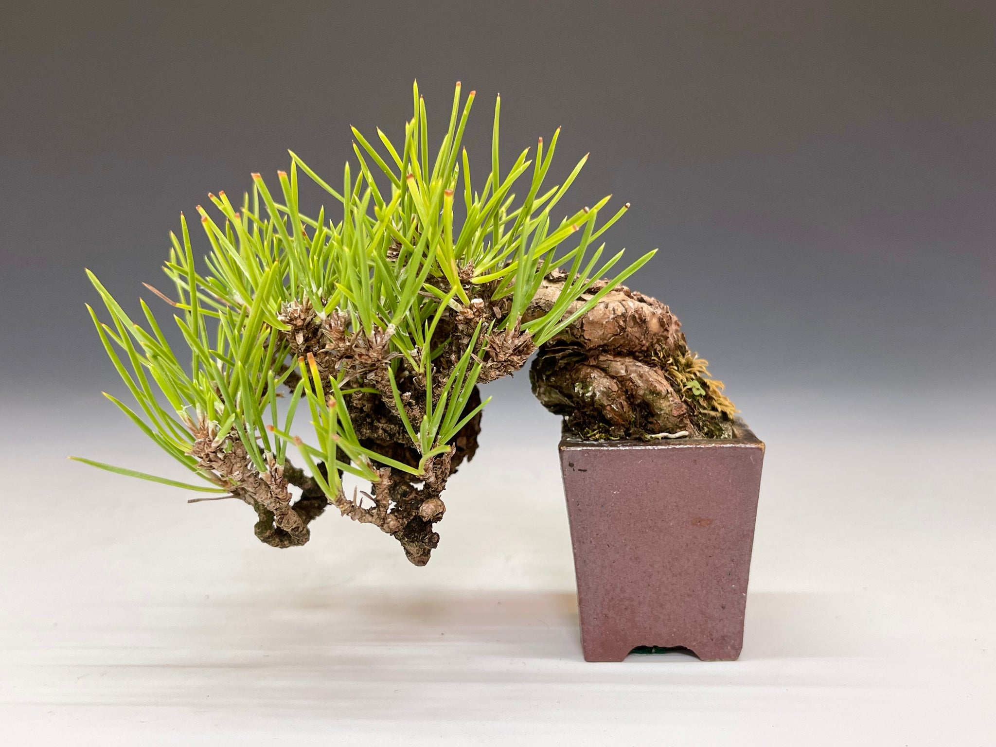 盆栽・黒松 Bonsai Blackpine – bonsailife686868 盆栽・黒松 Bonsai Blackpine – bonsailife686868