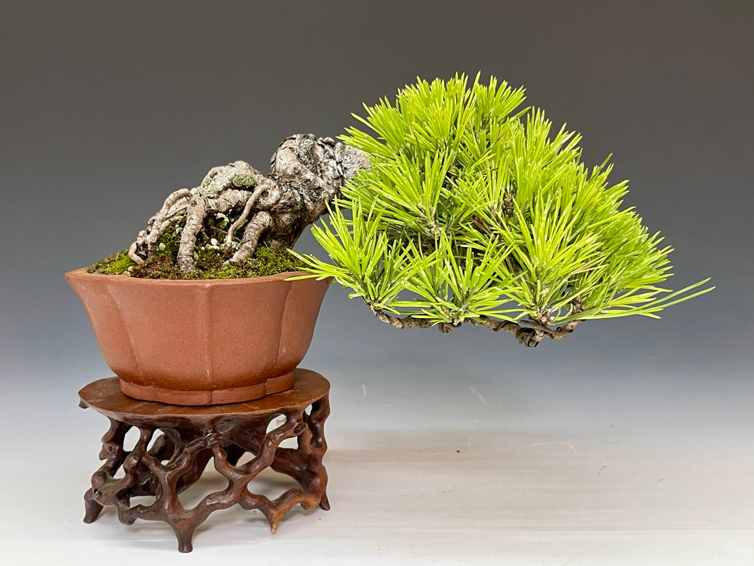 盆栽・五葉松　 　Bonsai Pine・Goyomatsu