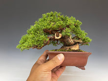 画像をギャラリービューアに読み込む, 盆栽・真柏 　Bonsai Juniper
