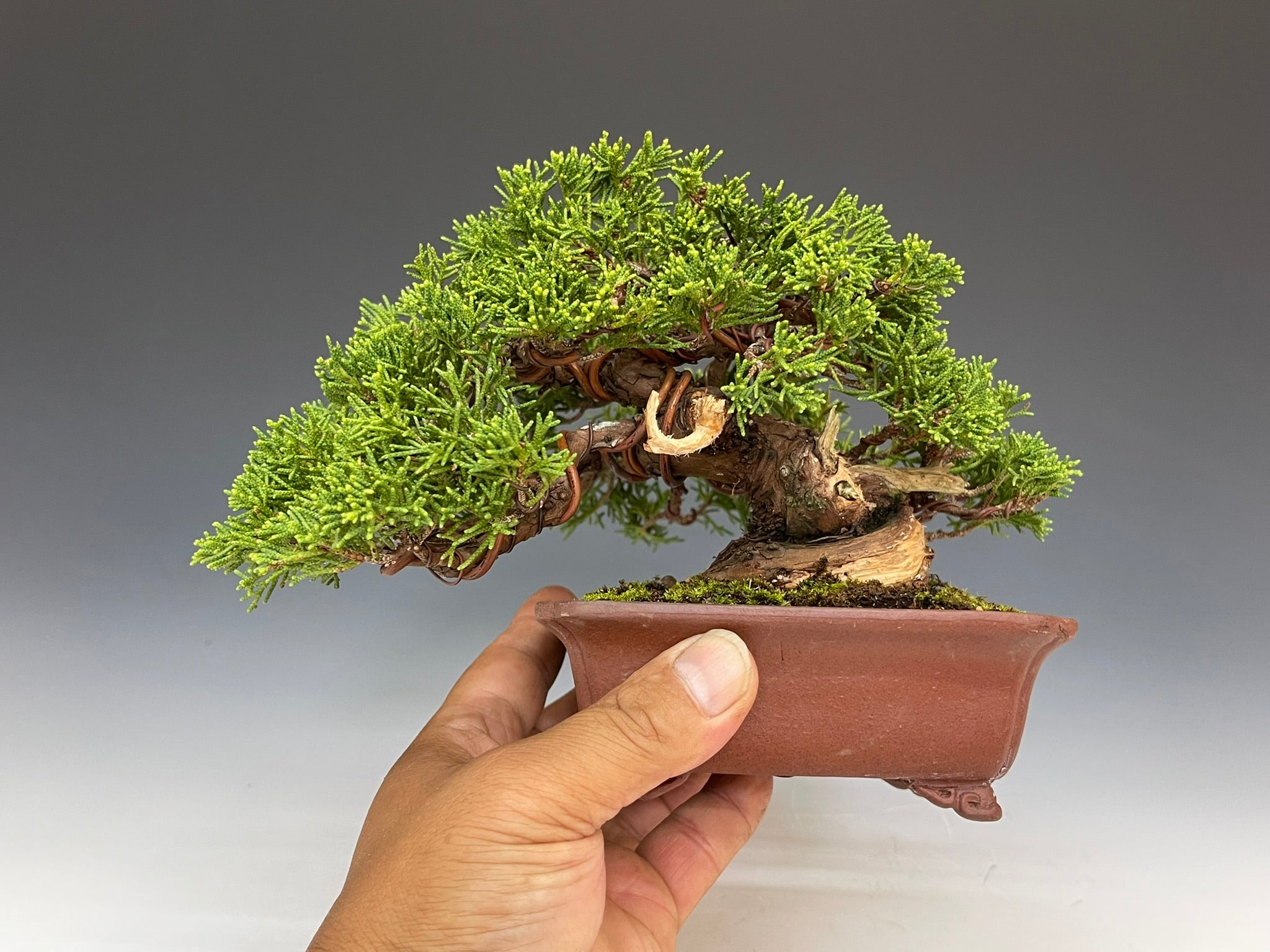 真柏盆栽☆ 盆栽・真柏 Bonsai Juniper – bonsailife686868