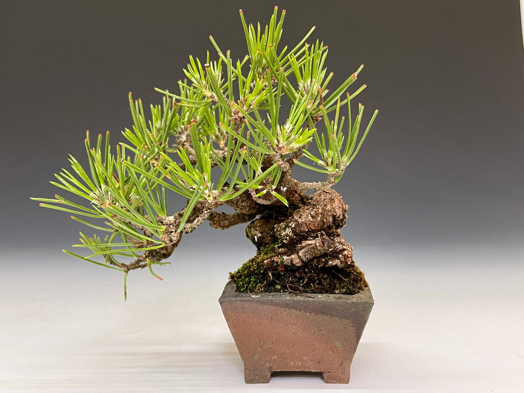 盆栽・黒松 　Bonsai Blackpine