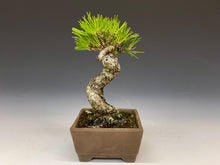 画像をギャラリービューアに読み込む, 盆栽・黒松 　Bonsai Blackpine
